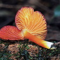 Hgrocybe spectral Villagarzon DW Ms