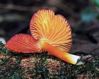 Hgrocybe spectral Villagarzon DW Ms