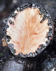 Xylaria round Villagarzon transect DW Ms