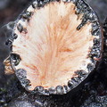 Xylaria round Villagarzon transect DW Ms