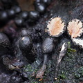 Xylaria round Villagarzon DW Ms