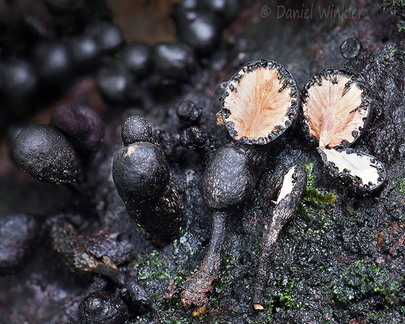 Xylaria round Villagarzon DW Ms