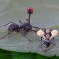 Ophiocordyceps unilataeralis complex & O. binata  Villagarzon DW Ms
