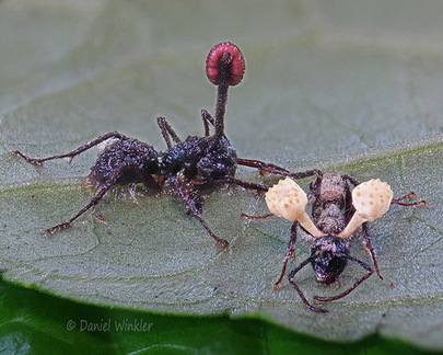 Ophiocordyceps unilataeralis complex &amp; O. binata  Villagarzon DW Ms