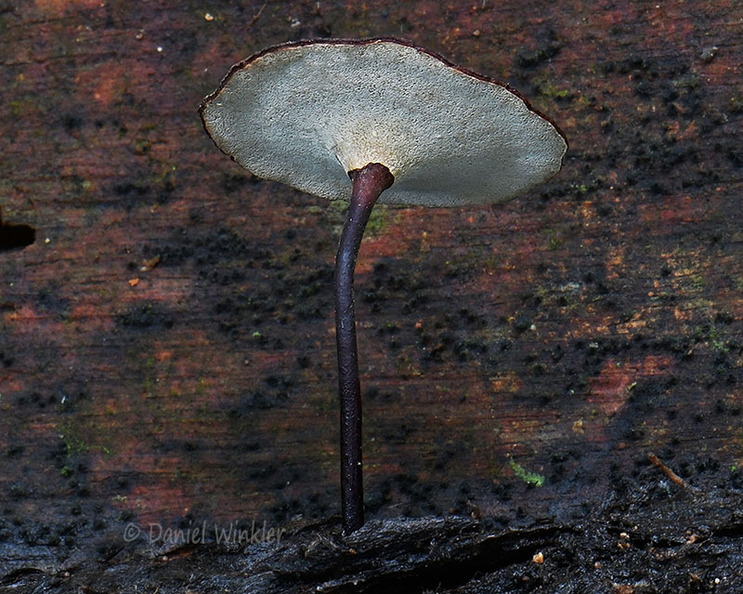 Polyporus pores Villagarzon DW Ms.jpg
