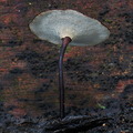 Polyporus pores Villagarzon DW Ms