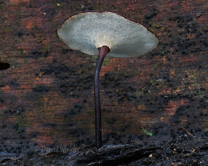 Polyporus pores Villagarzon DW Ms