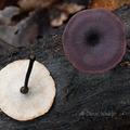 Polyporus Villagarzon DW Ms