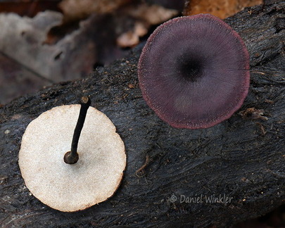 Polyporus Villagarzon DW Ms