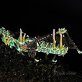 Beauveria Cordyceps acridophila UV DW Ms