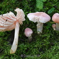Cuphuphyllus rose SanAgustin DW Ms