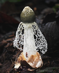 Phallus impudicus Villagarzon DW Ms