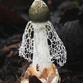 Phallus impudicus Villagarzon DW Ms