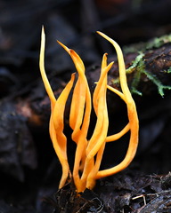 Clavulinopsis cf fusiformis SanAgustin DW Ms