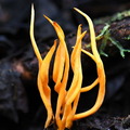 Clavulinopsis cf fusiformis SanAgustin DW Ms