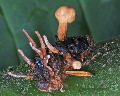 Ophiocordyceps dipterigena Pisalito DW Ms