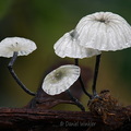 Marasmius white 4 Villagarzon DW Ms
