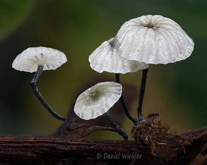 Marasmius white 4 Villagarzon DW Ms