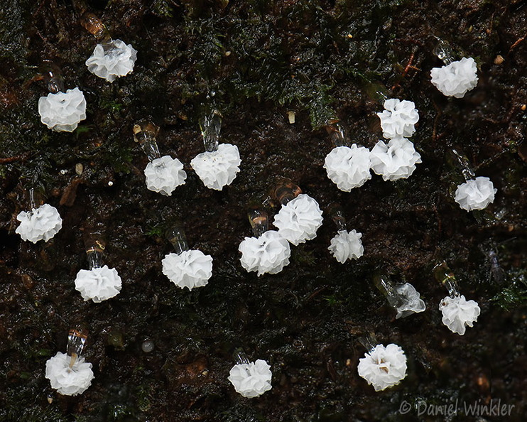 Ceratiomyxa morchella 20 Villagarzon DW Ms.jpg