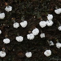 Ceratiomyxa morchella 20 Villagarzon DW Ms