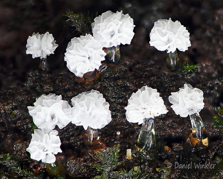 Ceratiomyxa morchella Villagarzon DW Ms.jpg