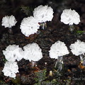 Ceratiomyxa morchella Villagarzon DW Ms