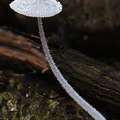 Mycena spinosissima Flaky Bonnet Villagarzon DW Ms