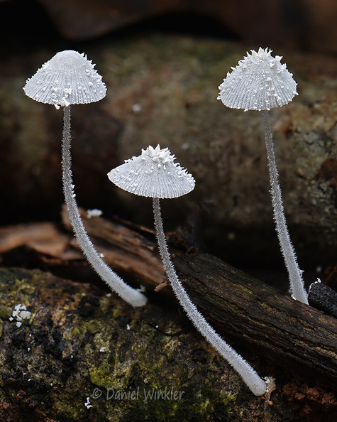 Mycena spinosissima Flaky Bonnet 3 Villagarzon DW Ms.jpg