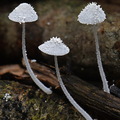 Mycena spinosissima Flaky Bonnet 3 Villagarzon DW Ms