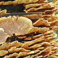 Trametes Villagarzon Disp scale Detail DW Ms