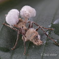 Ophiocordyceps binata infected by Niveomyces Villagarzon DW Ms