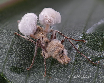 Ophiocordyceps binata infected by Niveomyces Villagarzon DW Ms