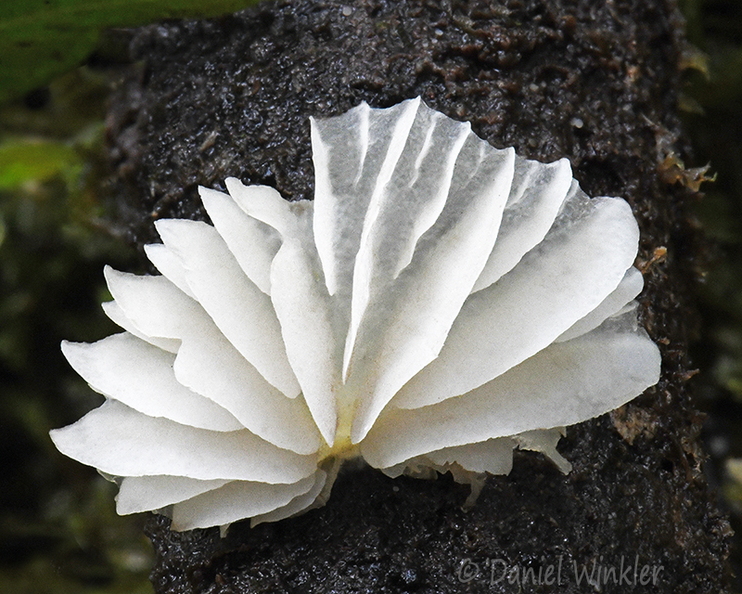 Agaric white Monte Loro DW Ms.jpg