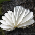 Agaric white Monte Loro DW Ms