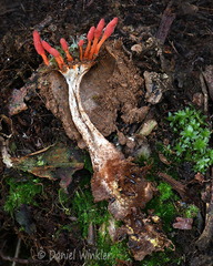 Cordyceps nidus trap door spider Chichigui DW Ms