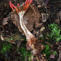 Cordyceps nidus trap door spider Chichigui DW Ms