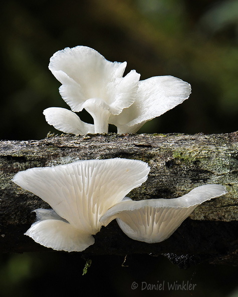 Pleurotus MonteLoro DW Ms.jpg