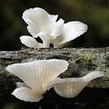 Pleurotus MonteLoro DW Ms