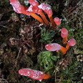 Cordyceps nidus Chichihui V DW Ms