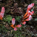 Cordyceps nidus Chichihui DW Ms