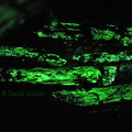 bioluminescent wood  MonteLoro DW Ms