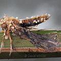 Akanthomyces Monte Loro DW Ms