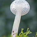 Cuphophyllus virgeneus gr LagunaCocha DW Ms