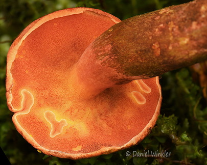 bolete pores ThowaDrak DW Ms