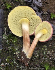 bolete 2 pores Taktsang Cp DW Ms