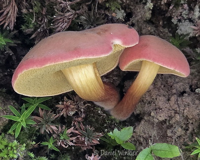 bolete 2 Taktsang Cp DW Ms
