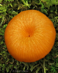 Hygrocybe Q cap Ogyen DW Ms