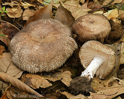 Russula nigricans gr Tsirang DW Ms