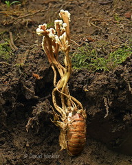 Cordyceps cicadae Tsirang DW Ms