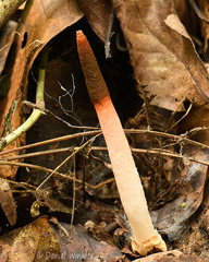 Mutinus Tsirang DW Ms